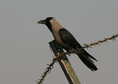 Corvus splendens