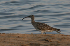 Numenius phaeopus