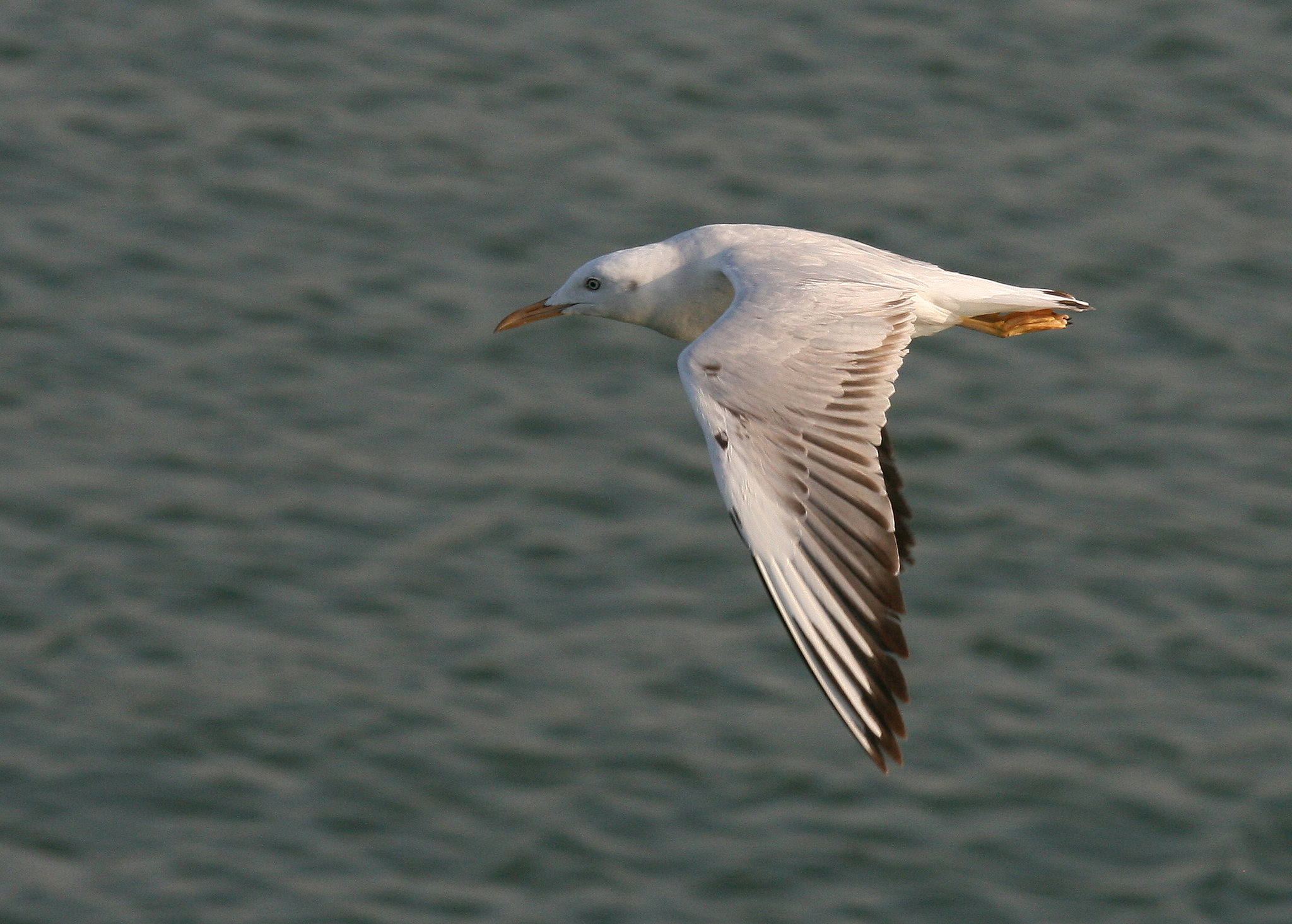 Slender-billed Gull (Chroicocephalus genei)