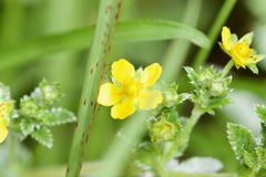 Potentilla fulgens