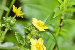Potentilla fulgens