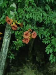 Campsis radicans