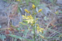 Triteleia ixioides anilina