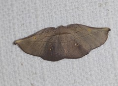 Xenomusa metallica