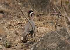 Alectoris melanocephala