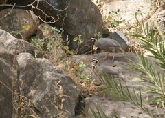 Alectoris melanocephala