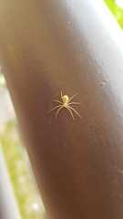 Cheiracanthium mildei