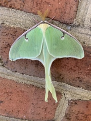 Actias luna