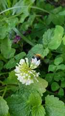 Bombus