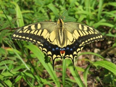 Papilio machaon hippocrates