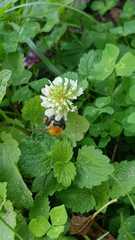 Bombus