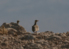 Pterocles lichtensteinii