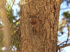 Cicada cretensis