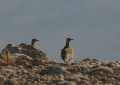 Pterocles lichtensteinii