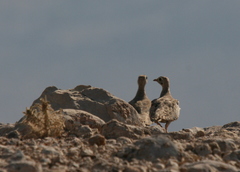 Pterocles lichtensteinii