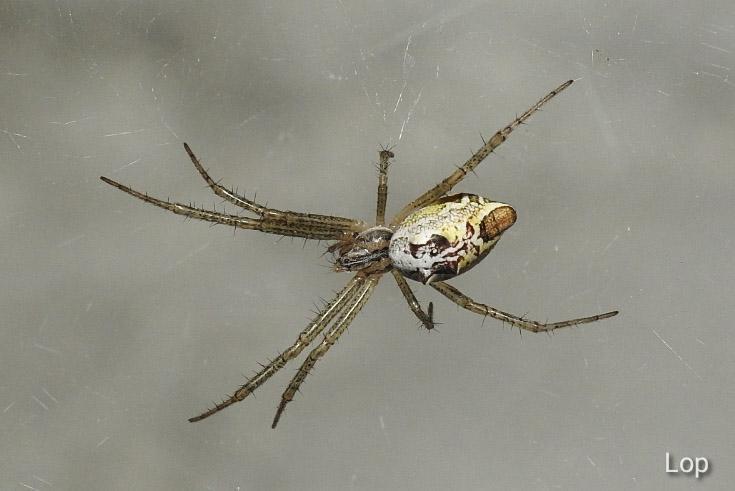 Garden tent-web spider
