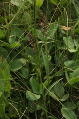Dactylorhiza traunsteineri