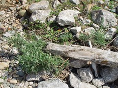 Hippophae rhamnoides
