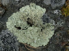 Flavoparmelia haysomii