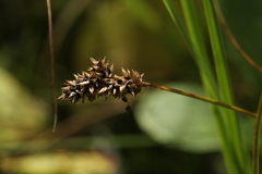 Carex diandra