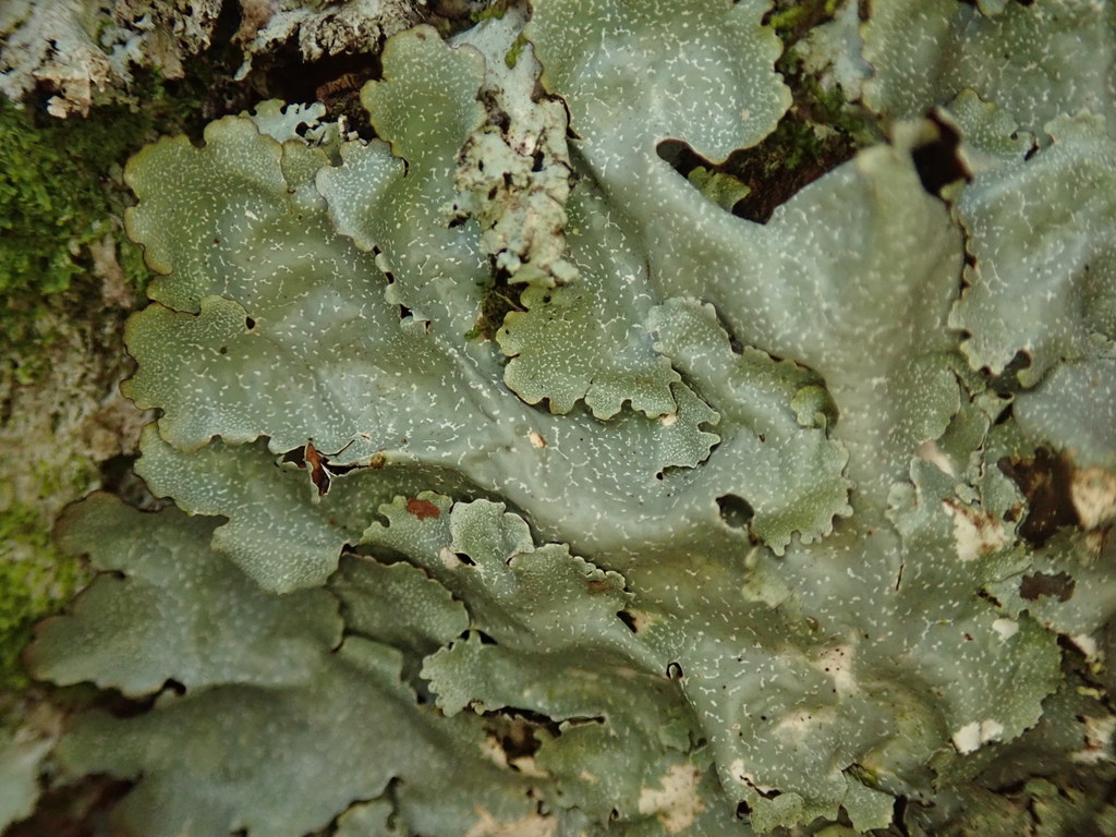 Notoparmelia tenuirima
