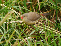 Fawn-Breasted Waxbill photo 3