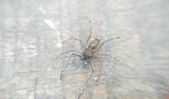 Spartaeus spinimanus