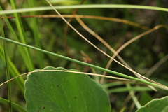 Carex diandra