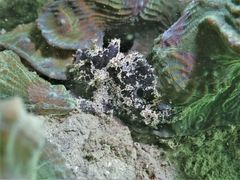 Abantennarius nummifer