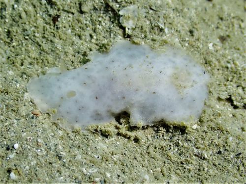 Peltodoris murrea · iNaturalist Mexico