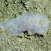 Peltodoris murrea - Photo (c) Tsu Soo Tan, some rights reserved (CC BY-NC), uploaded by Tsu Soo Tan