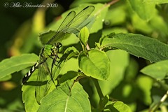 Erythemis simplicicollis