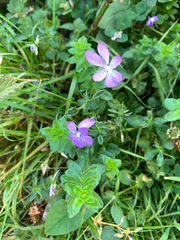 Viola cornuta