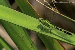 Erythemis simplicicollis