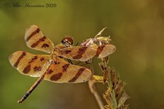 Celithemis eponina