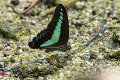 Graphium sarpedon luctatius