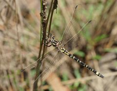 Eusynthemis virgula