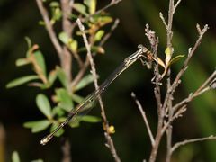 Rhadinosticta simplex