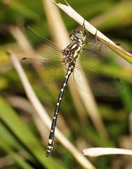 Eusynthemis virgula