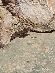 Podarcis muralis