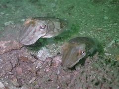 Sepia recurvirostra