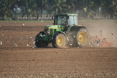 Chlidonias leucopterus