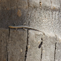Cryptoblepharus virgatus