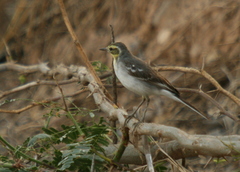 Motacilla citreola