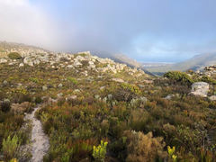 Sarothrura affinis affinis