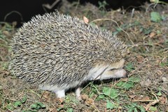 Hemiechinus auritus