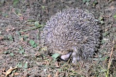 Hemiechinus auritus
