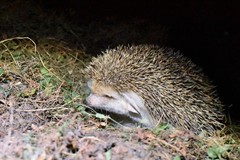 Hemiechinus auritus