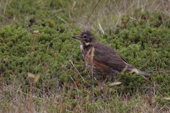 Turdus iliacus coburni