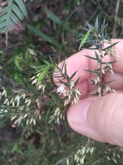 Styphelia setigera